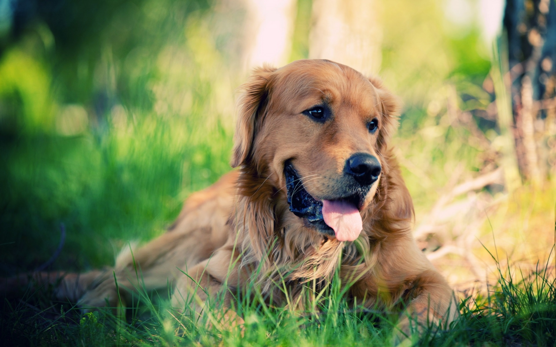 Dog Cute Wallpaper Wallpapers Retriever Labrador - Golden Retriever Desktop Background - HD Wallpaper 