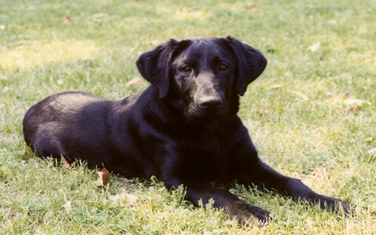 Black Lab - Black Lab Dog Backgrounds - HD Wallpaper 