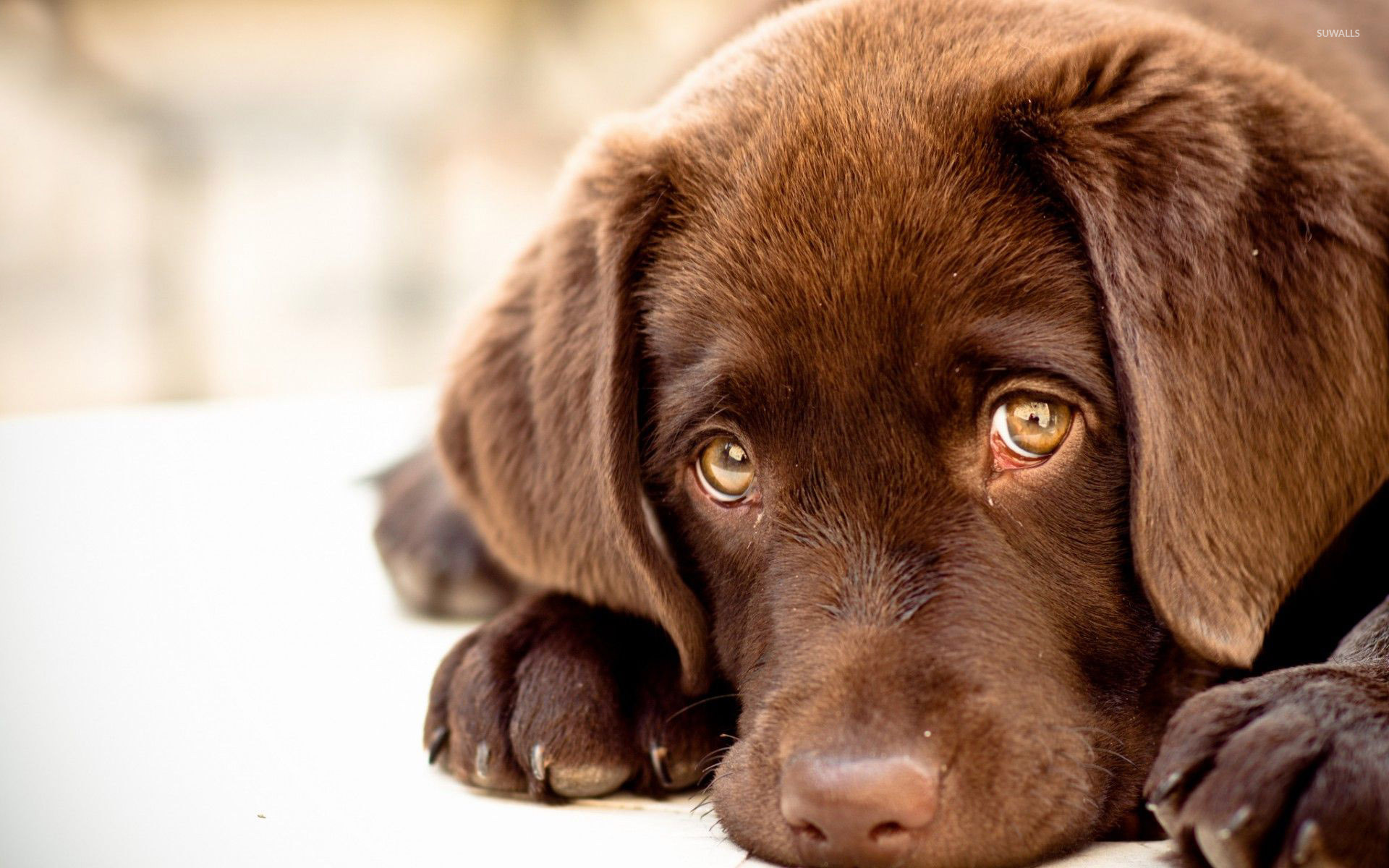 Chocolate Lab Puppies Background - HD Wallpaper 