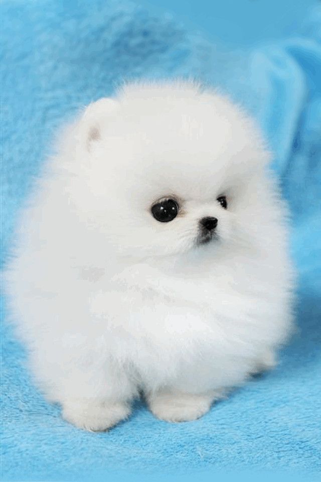 dog breeds that never grow