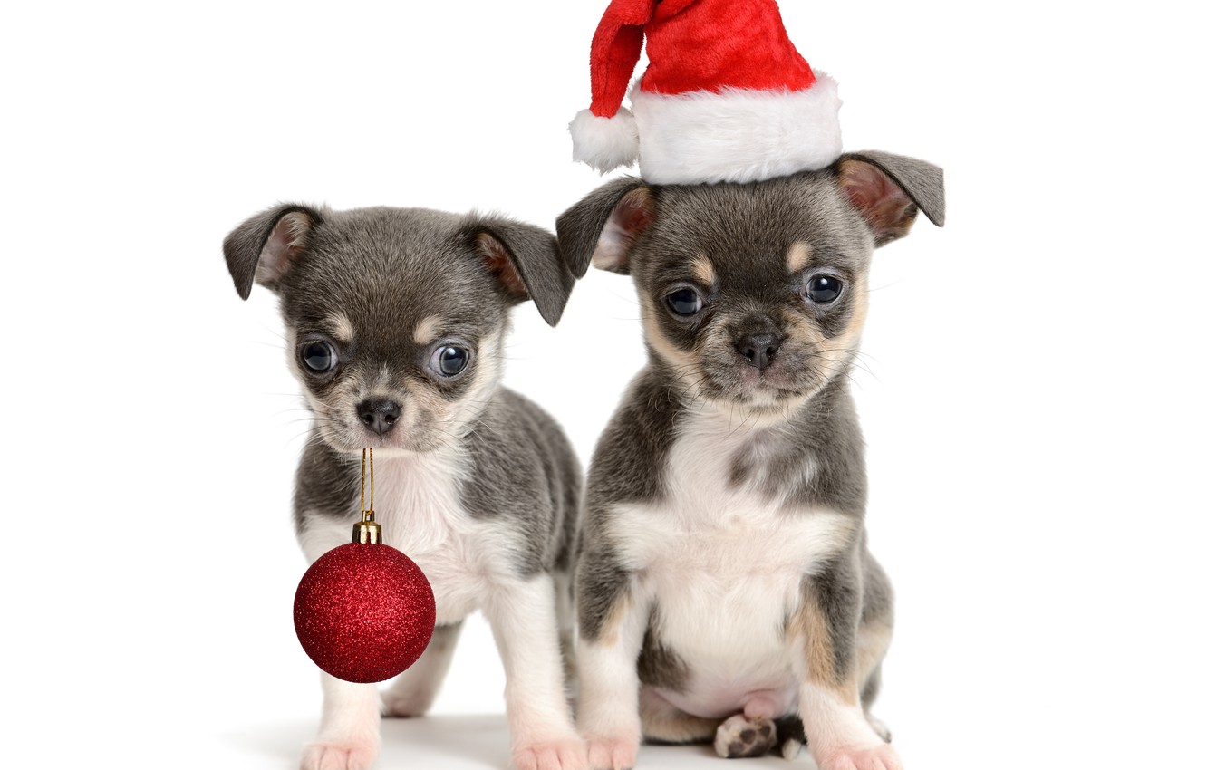 Photo Wallpaper Hat, Ball, Ball, Puppies, Puppy, New - Chihuahua Dog Christmas - HD Wallpaper 