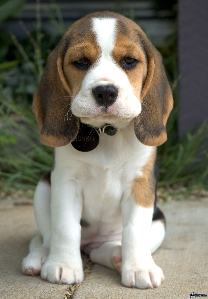 Tri-color Beagle Puppy, Dog, One Animal, Domestic, - Full Grown Beagle Dog - HD Wallpaper 