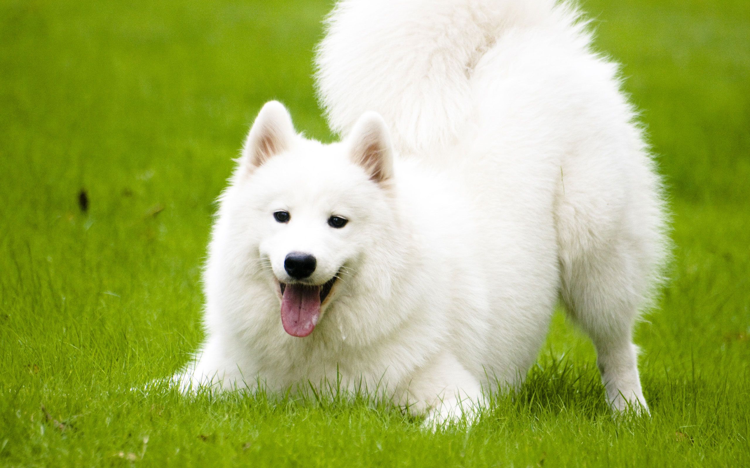 Funny Dog Wallpaper - Dog Samoyed - HD Wallpaper 