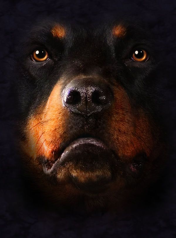 The Mountain Rottweiler Face Adult T-shirt - HD Wallpaper 