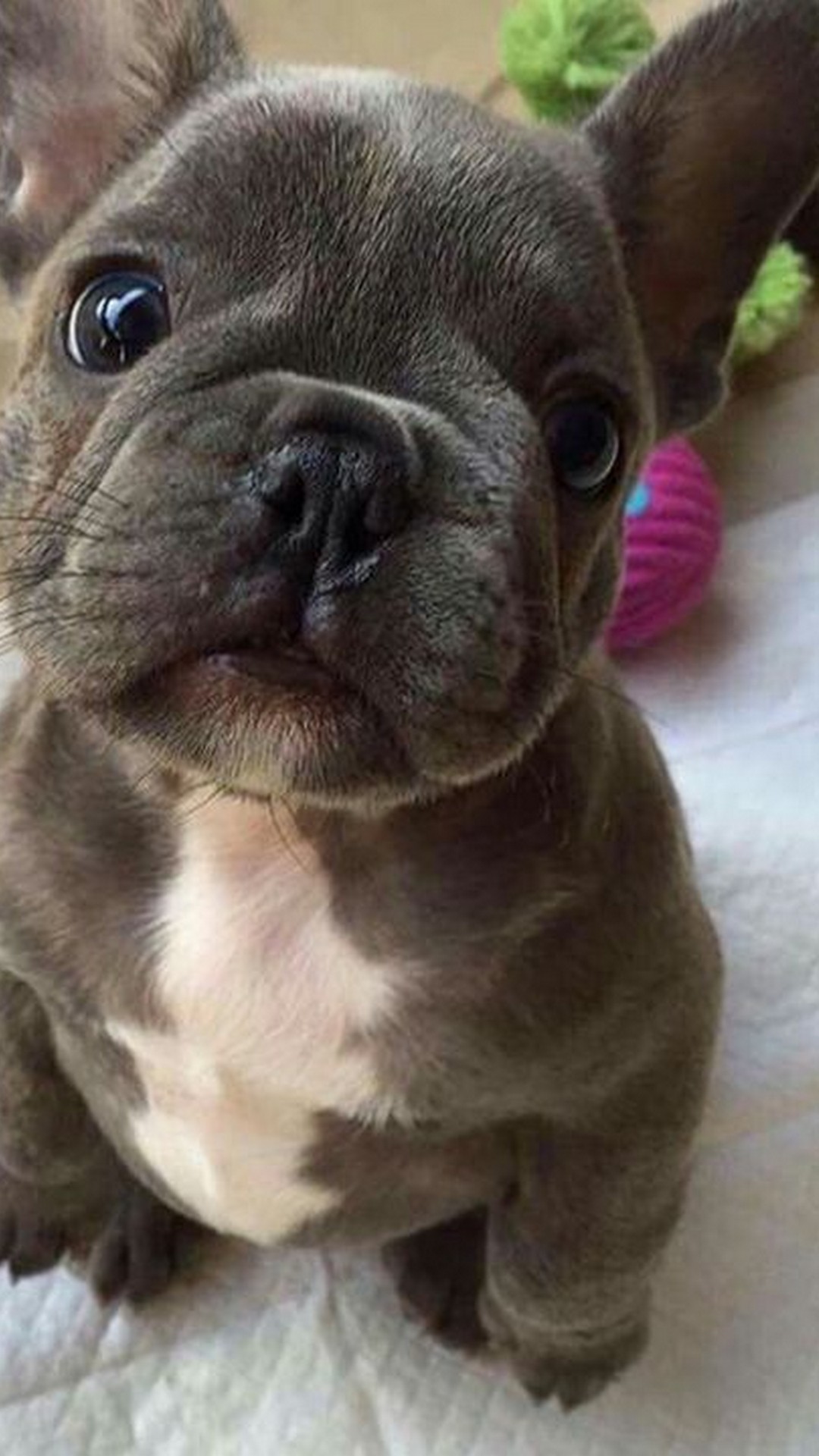 Wallpaper Funny Puppies Iphone Resolution - French Bulldog Cute Dogs - 1080x1920 Wallpaper Wallpaper Funny Puppies Iphone Resolution - French Bulldog Cute Dogs - 1080x1920 Wallpaper