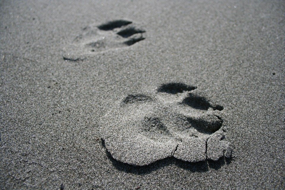 Black And White Dog Paw Print - HD Wallpaper 