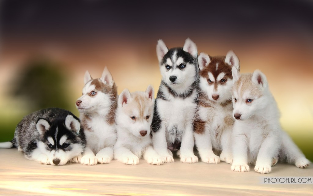 Husky Puppies Wallpapers High Resolution - HD Wallpaper 
