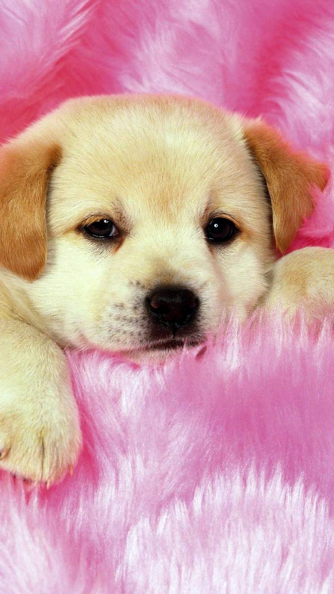 Puppy Wallpaper For Android - HD Wallpaper 