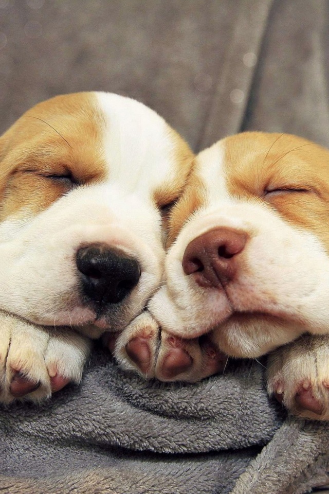 Perros Dormidos - HD Wallpaper 