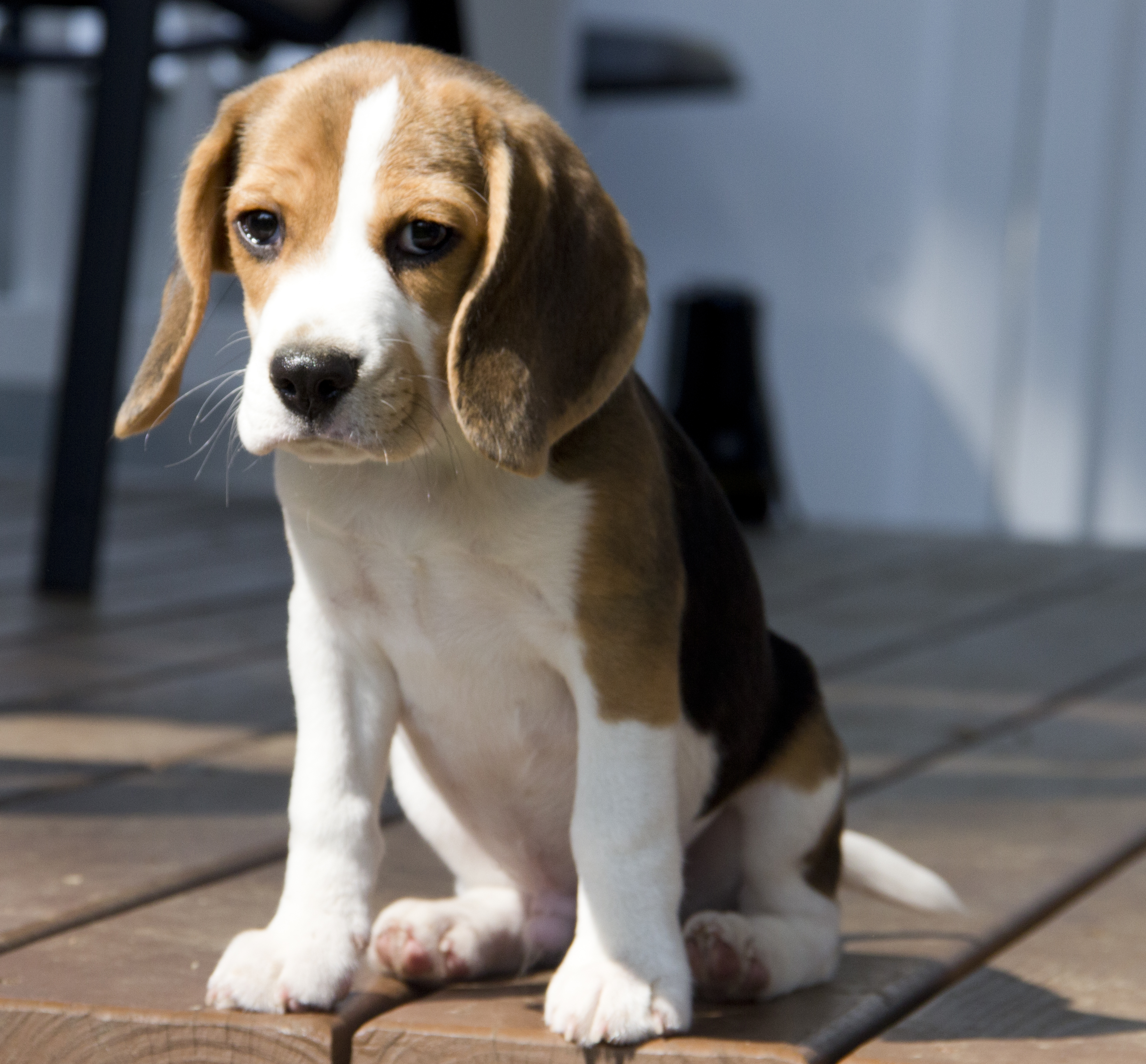 Beagle Puppies - 3424x3180 Wallpaper Beagle Puppies - 3424x3180 Wallpaper