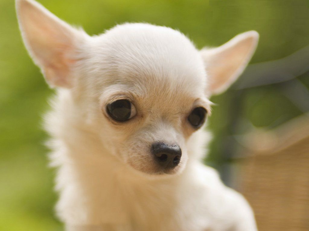 4k Ultra Hd Dog, By Pavle Dougary - Chihuahua Dog - HD Wallpaper 