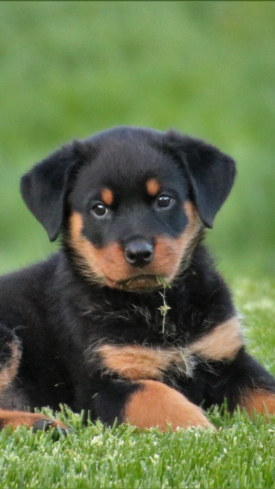 Wallpaper Rottweiler, Puppy, Dog, Lying - Rottweiler Puppy Dogs - HD Wallpaper 