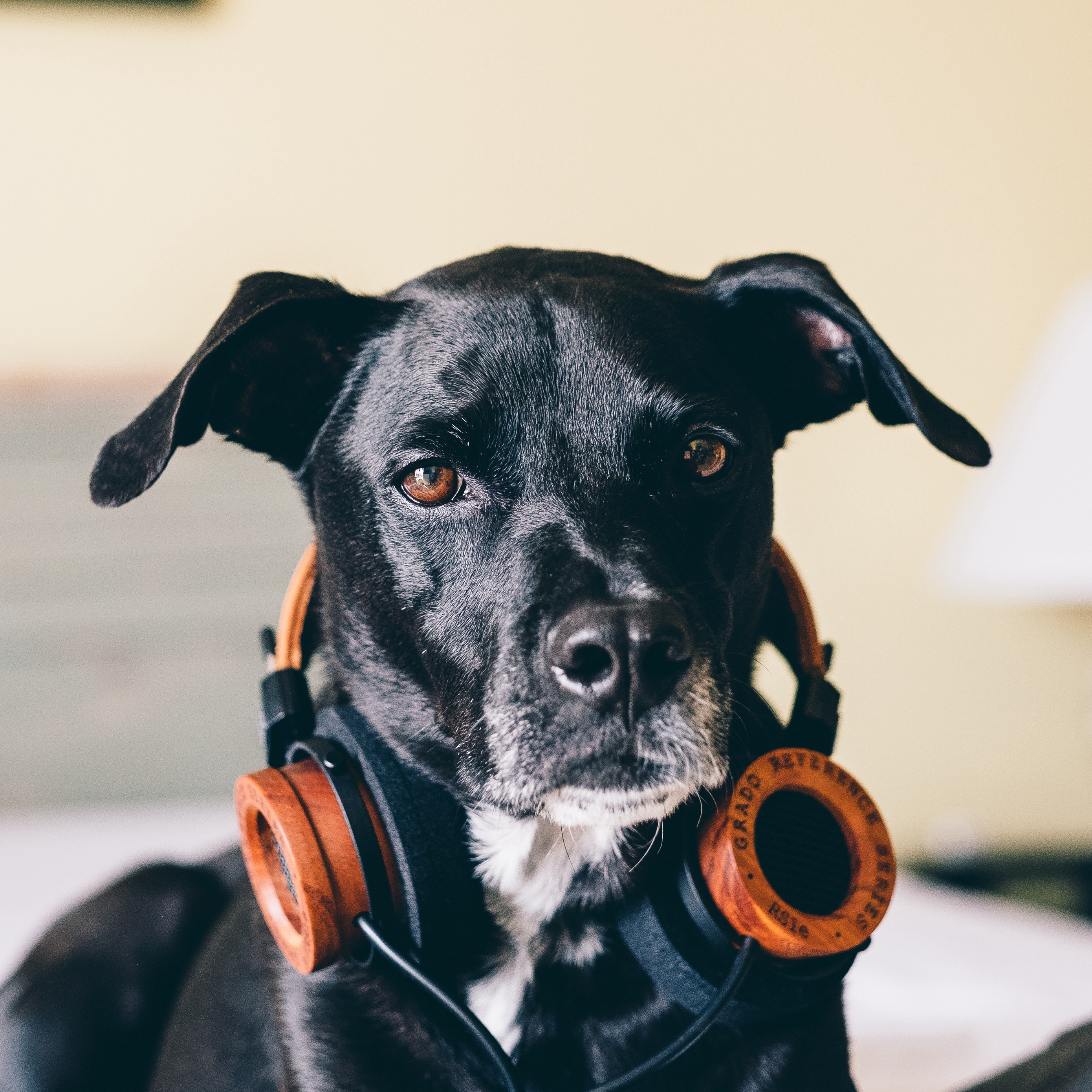 Wallpaper Dog, Headphones, Music Lover - Dog With Headphones - HD Wallpaper 