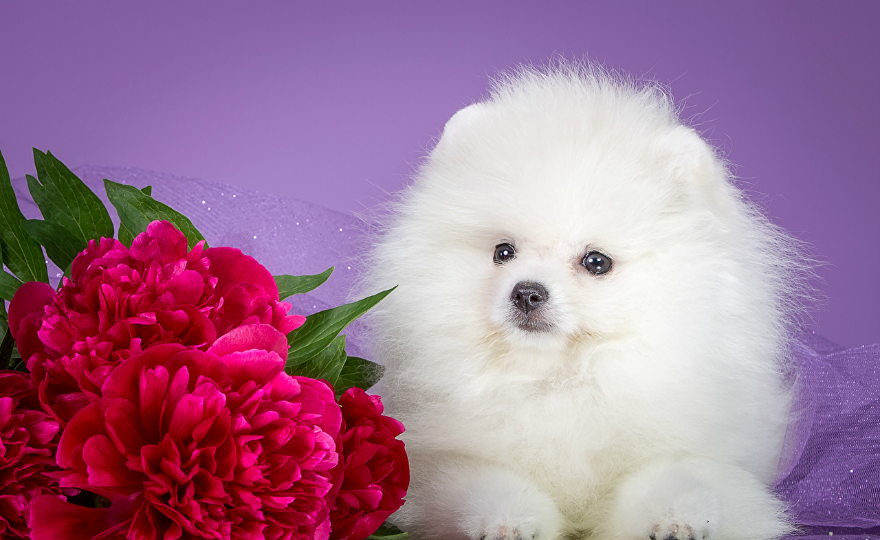 Cute Sweet Dog With Flower - HD Wallpaper 