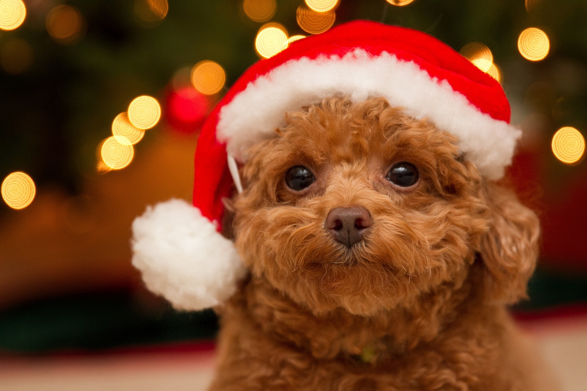 Christmas Wallpaper With Dogs - HD Wallpaper 