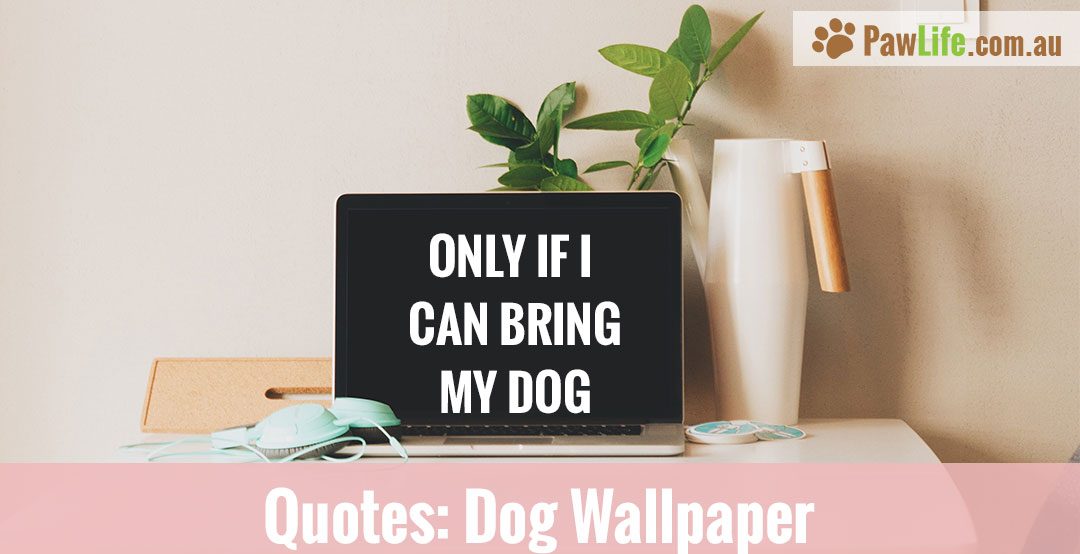 Dog Wallpaper - Get Up Dress Up And Never Give Up Quotes - HD Wallpaper 