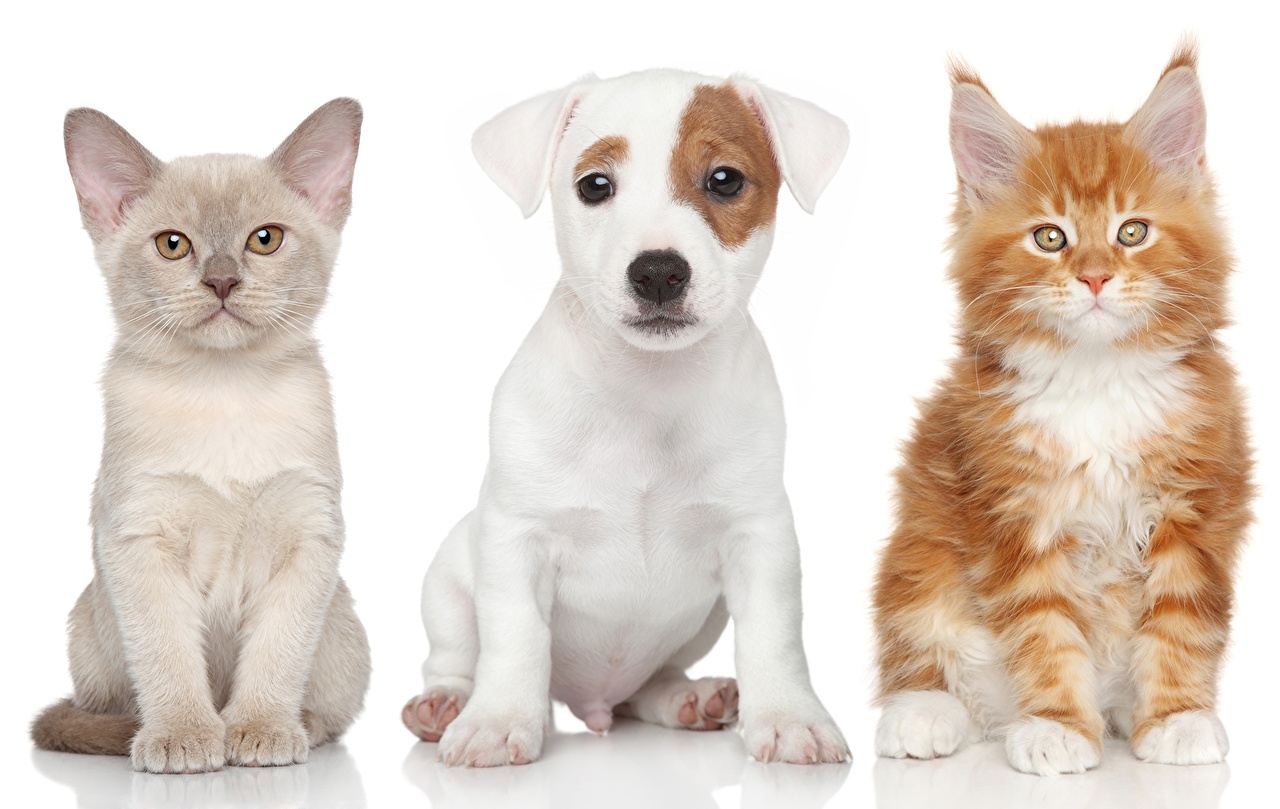 Dogs And Cats Puppies And Kittens - HD Wallpaper 