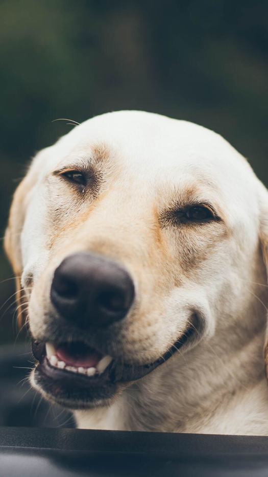 Labrador Dog Smile - HD Wallpaper 