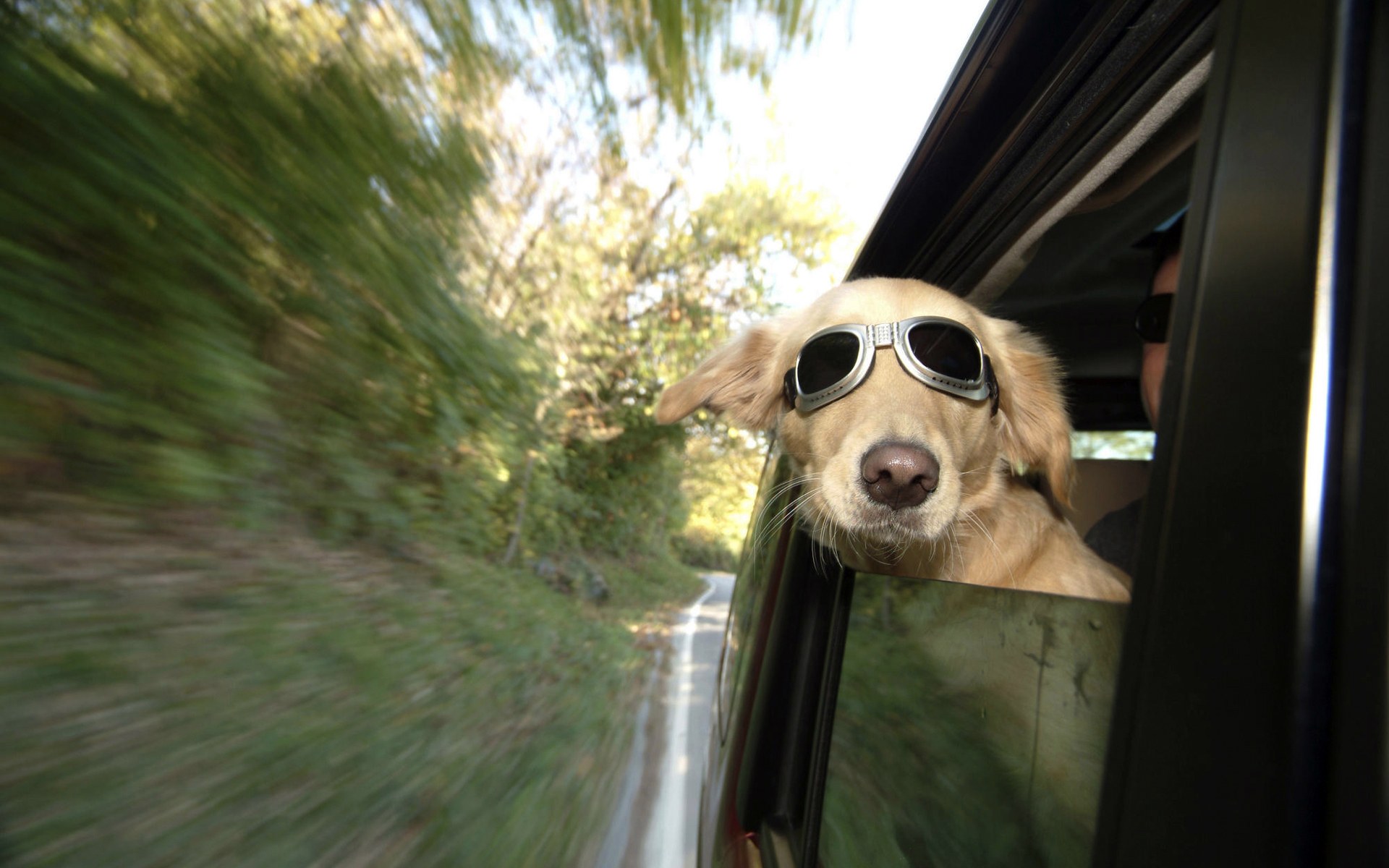 Funny Dog Wallpaper - Funny Dog Full Hd - 1920x1200 Wallpaper Funny Dog Wallpaper - Funny Dog Full Hd - 1920x1200 Wallpaper