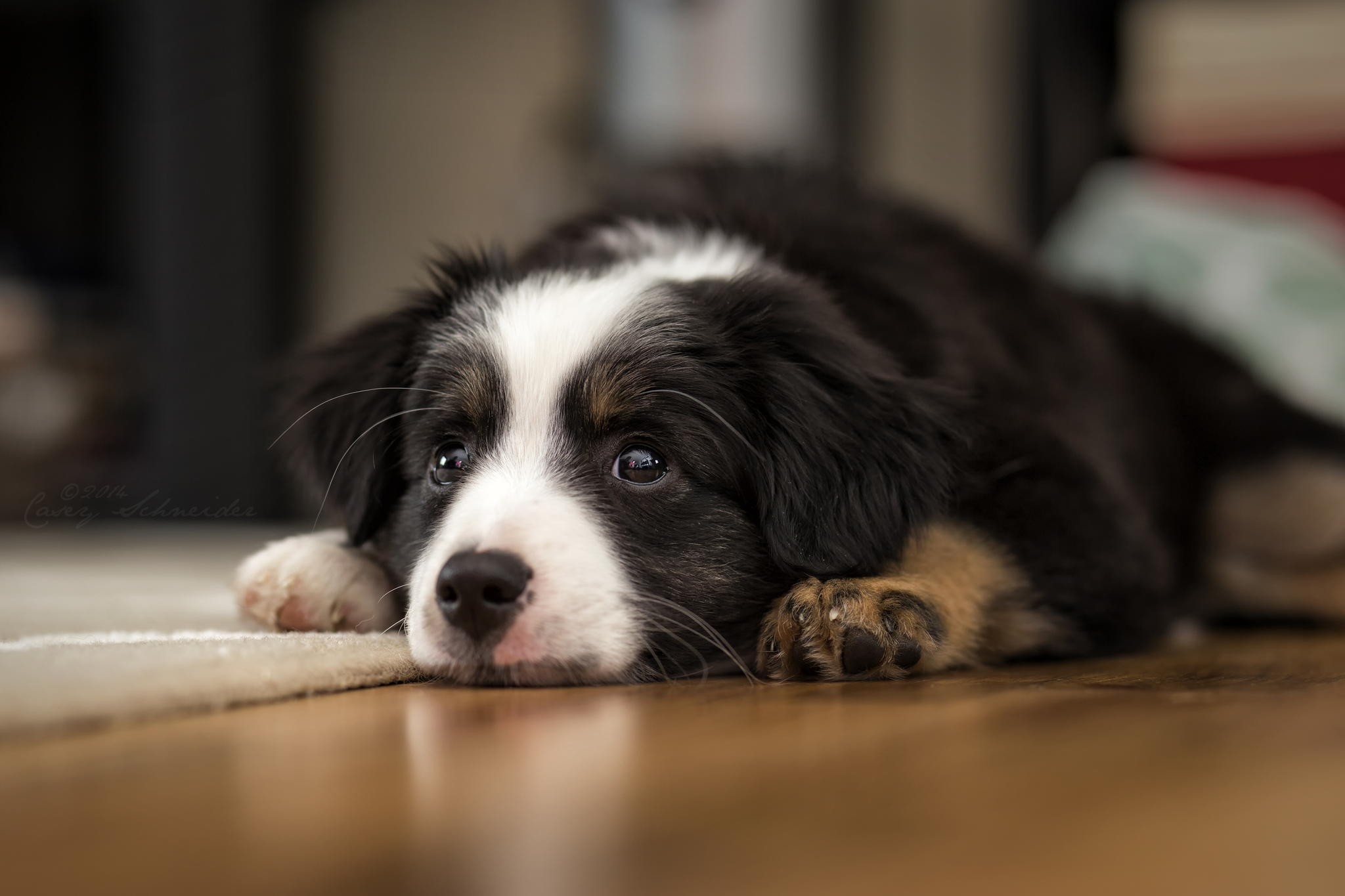 Cool Animals, Dog Desktop Images, Hd Dog Images, Download - Desktop Wallpaper Hd Dog - HD Wallpaper 