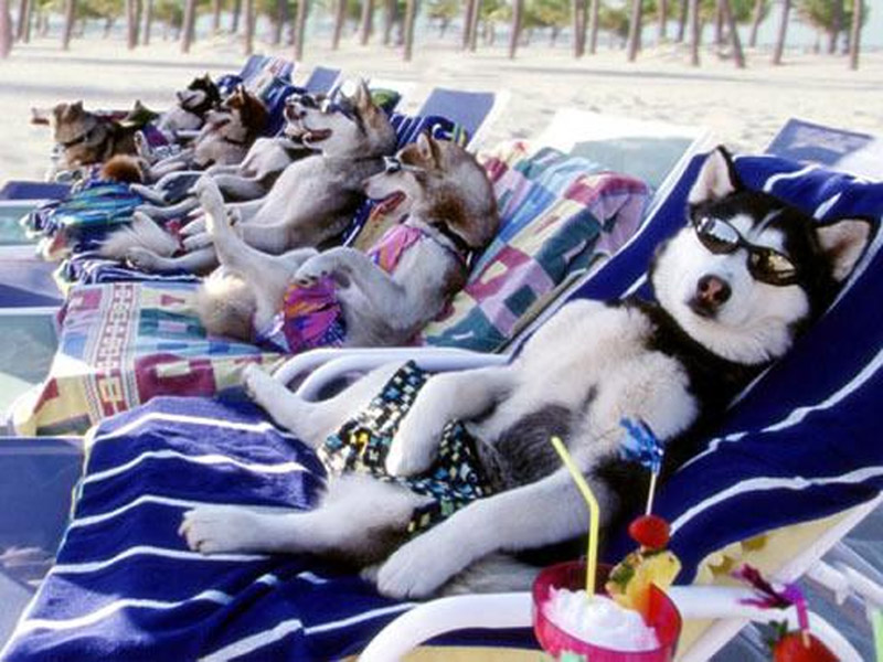 Cool Dogs Wallpaper - Snow Dogs Dvd - HD Wallpaper 