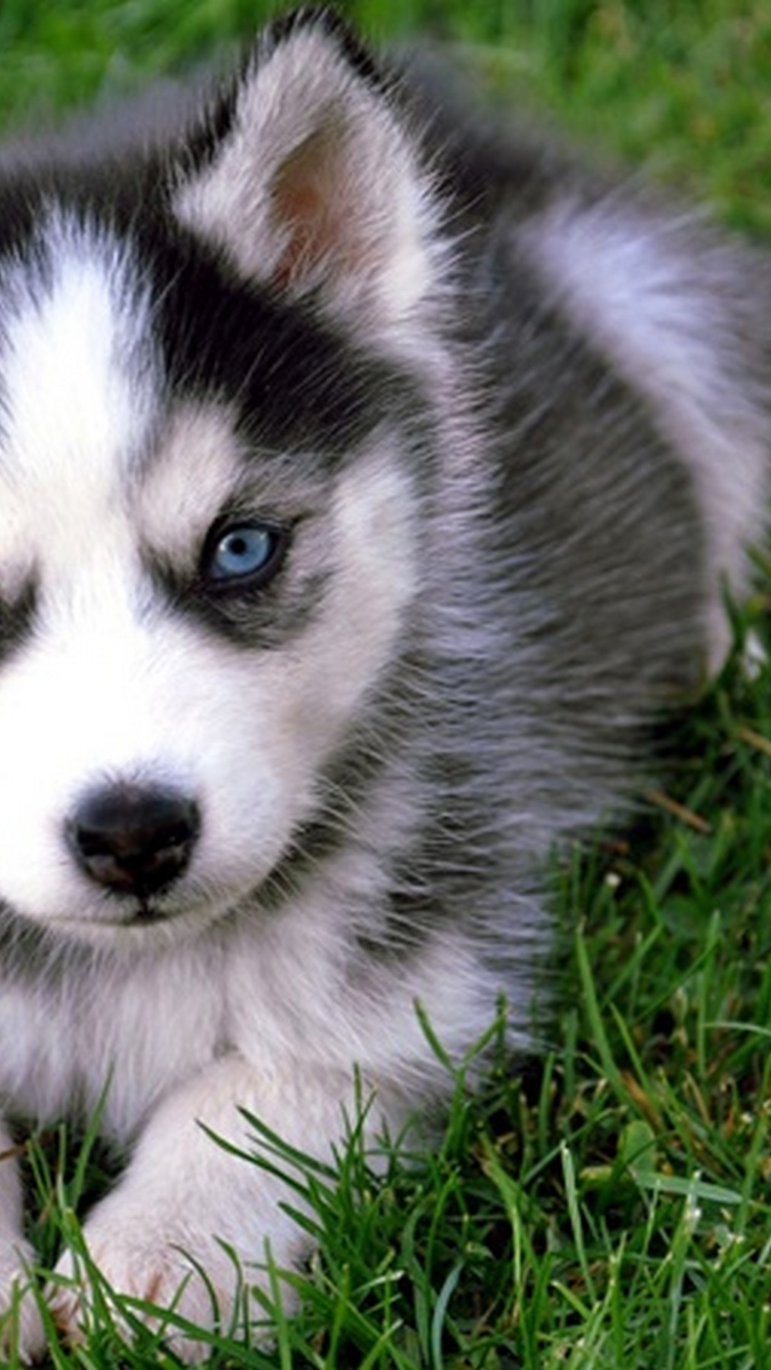 Cute Puppies Wallpaper Android With Hd Resolution - Wolf Dog Blue Eyes Puppy  - 1080x1920 Wallpaper 