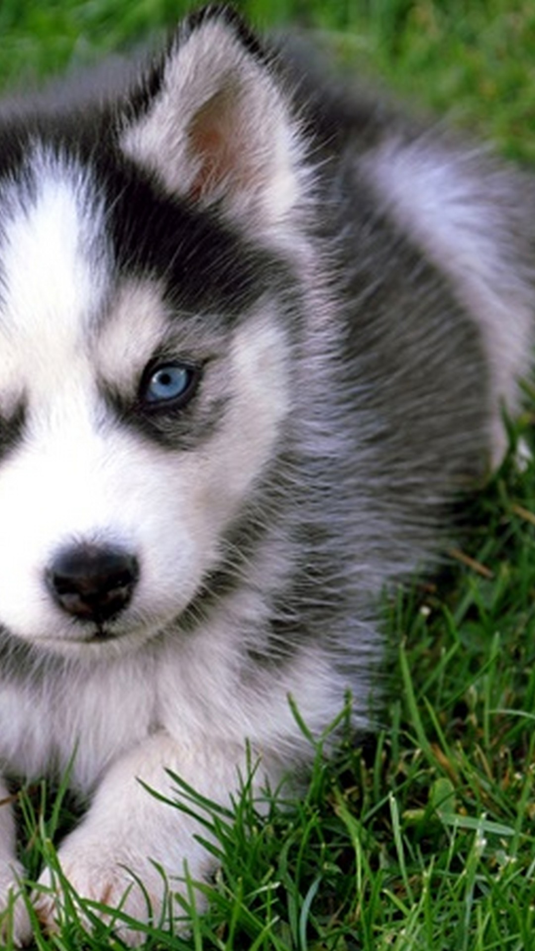 Cute Puppies Wallpaper Android With Hd Resolution - Wolf Dog Blue Eyes Puppy - HD Wallpaper 