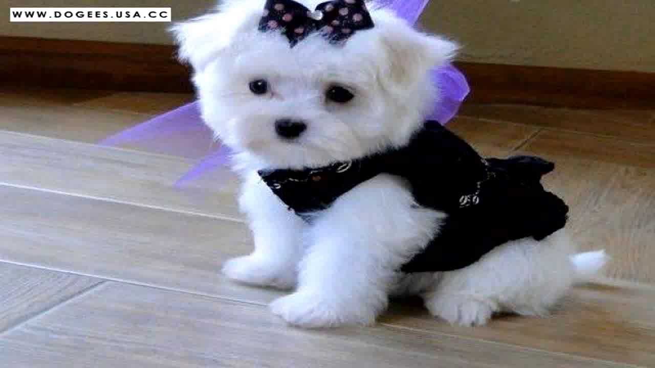 Teacup Girl Maltese Puppy - HD Wallpaper 