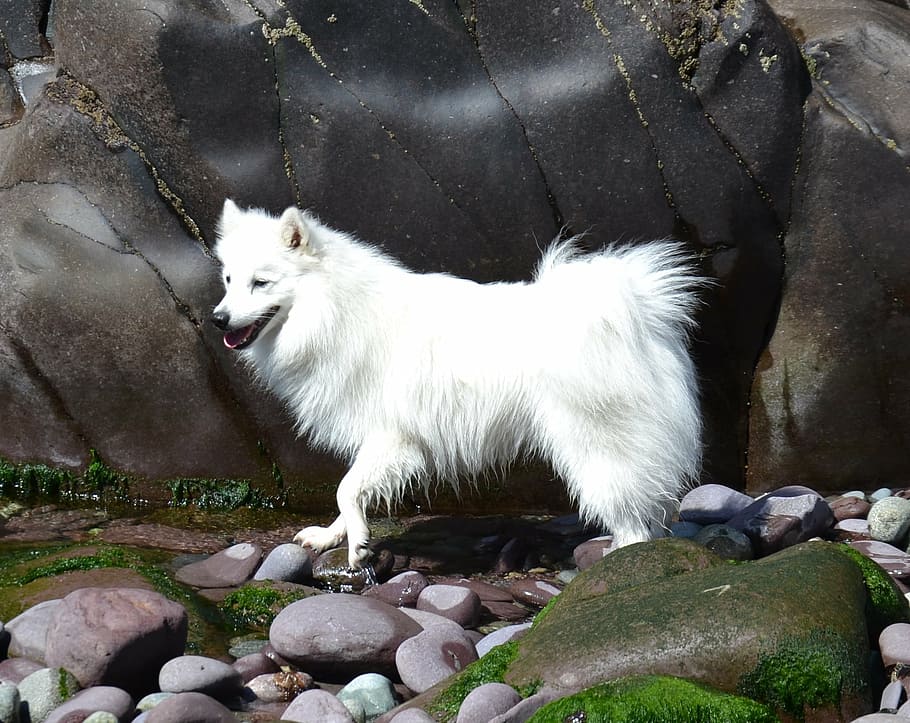Japanese, Spitz, White, Dog, Beach, Pebbles, Water, - スピッツ 犬 大き さ - HD Wallpaper 