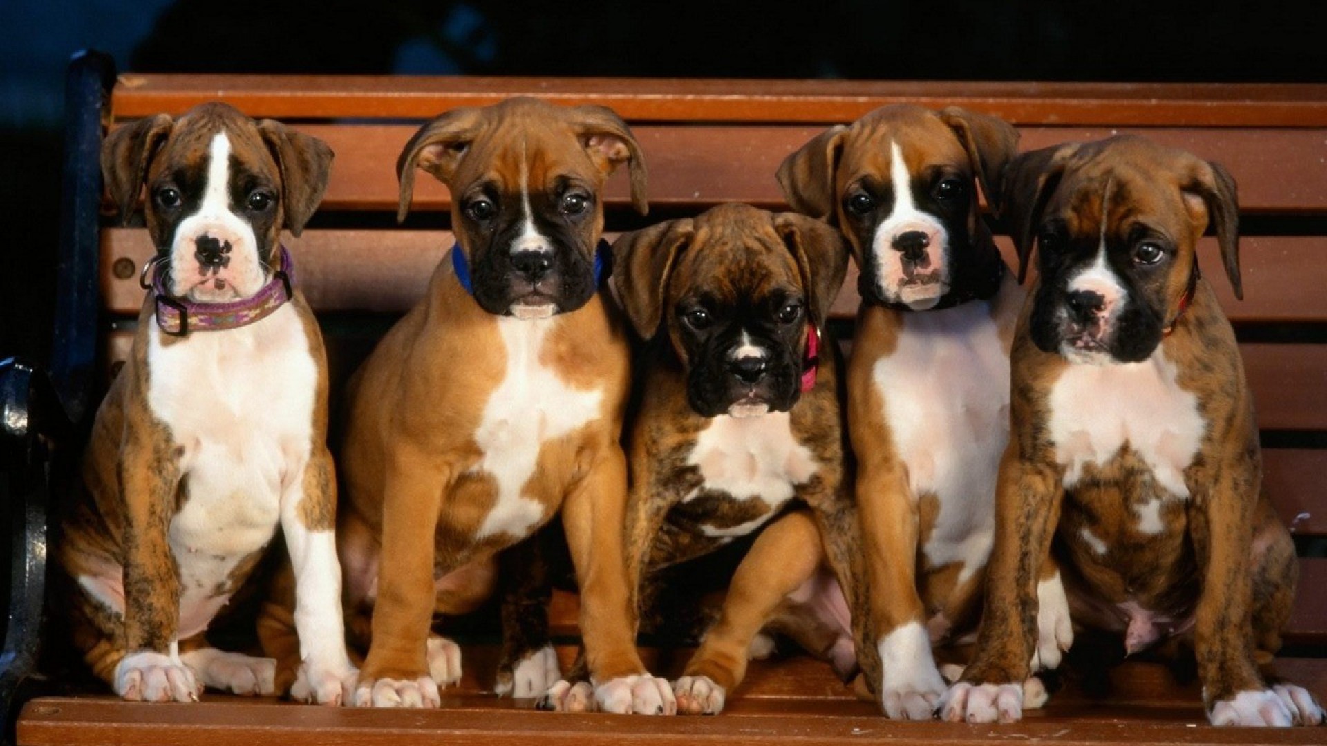 Dog Wallpaper Boxer - HD Wallpaper 