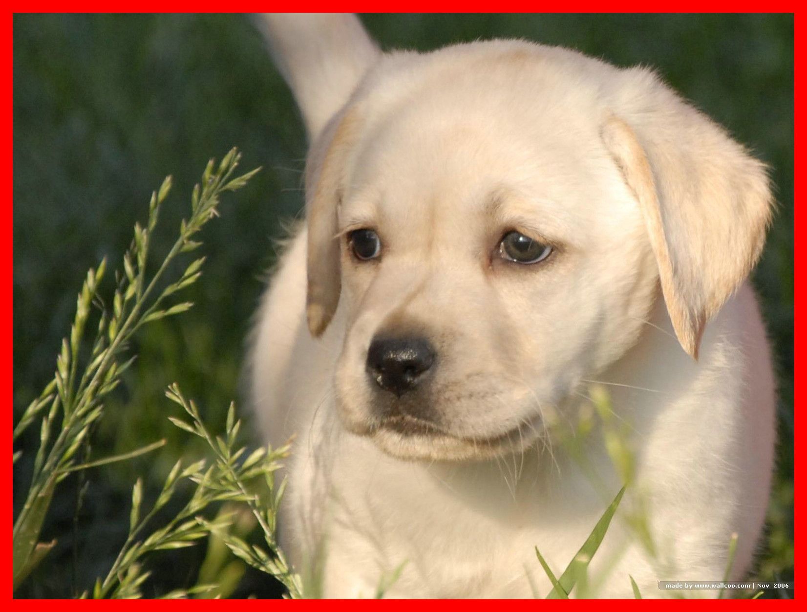Fascinating Cute Lab Puppers And Dog Of Labrador Puppy - Full Hd Labrador Puppy Hd - 1652x1252 Wallpaper Fascinating Cute Lab Puppers And Dog Of Labrador Puppy - Full Hd Labrador Puppy Hd - 1652x1252 Wallpaper