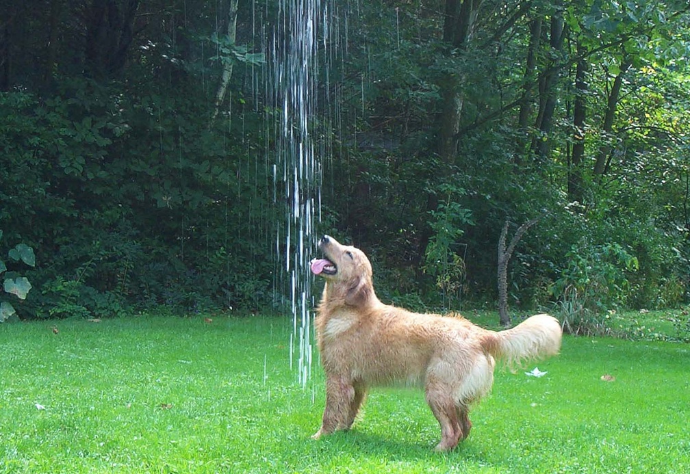 Golden Retriever - HD Wallpaper 