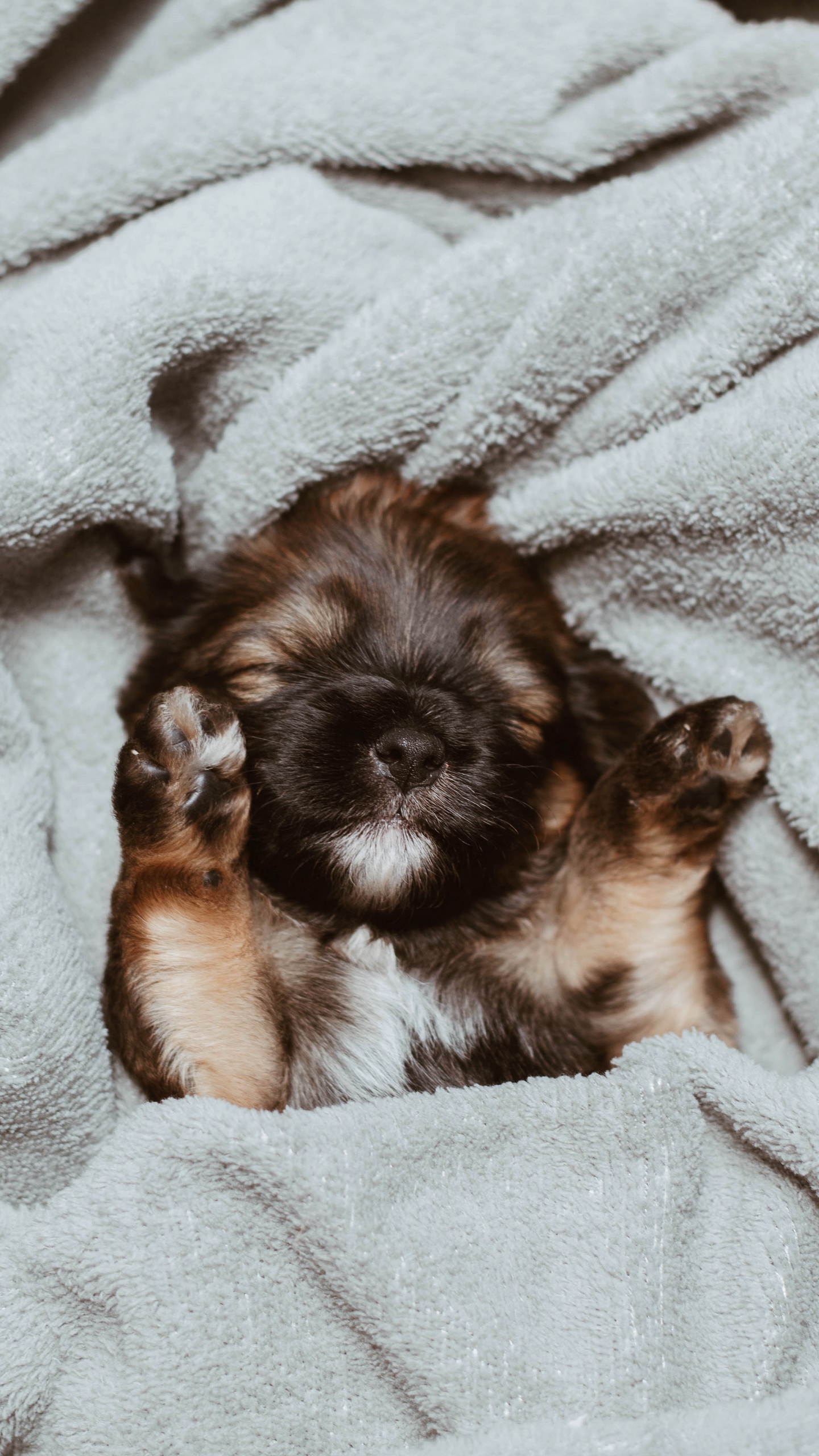 Wallpaper Puppy, Cute, Small, Brown, Pet - HD Wallpaper 