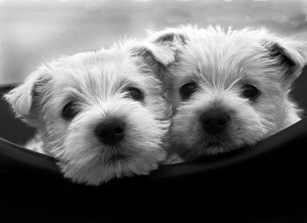 Puppy Love - HD Wallpaper 