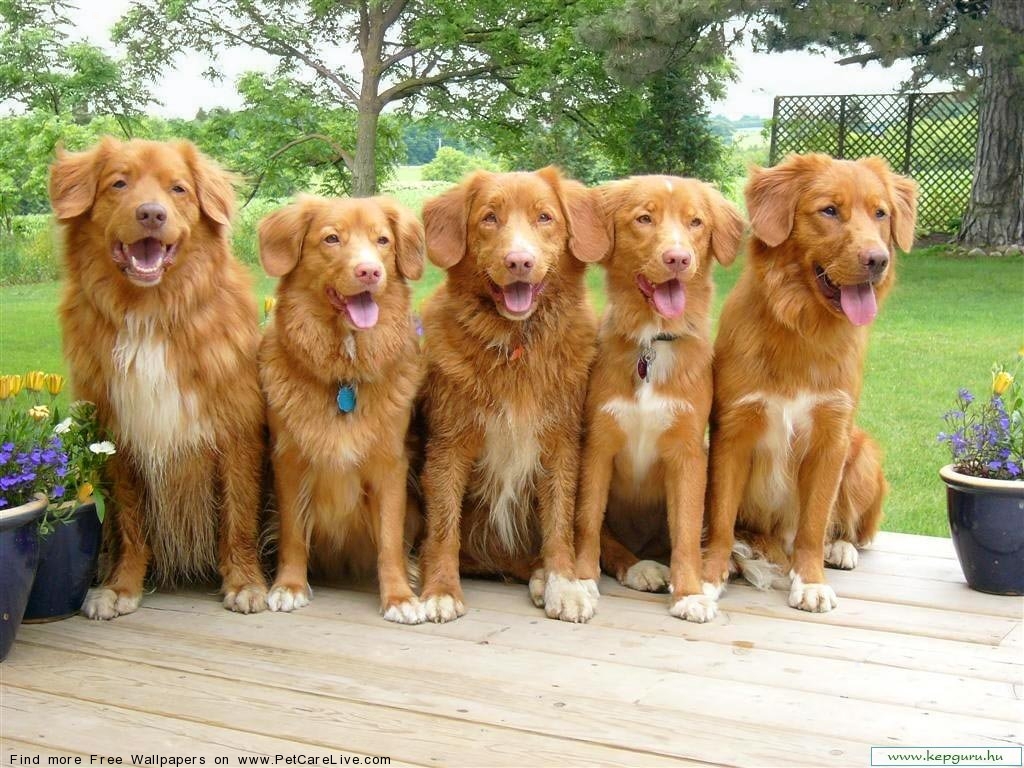 Cute Nova Scotia Duck Tolling Retriever - HD Wallpaper 