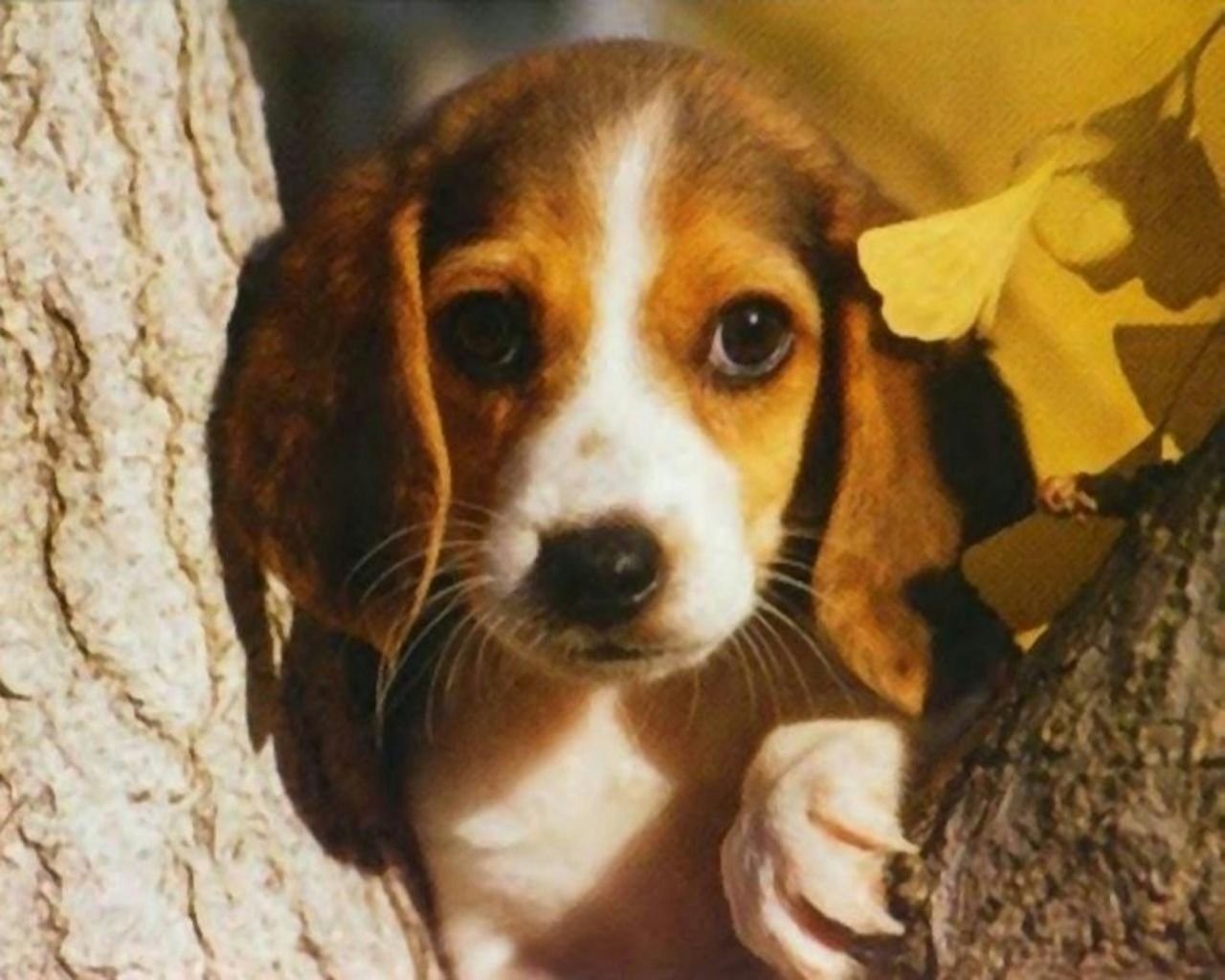 Beagle Puppy Dog High Resolution Wallpaper Images Full - Beagle Puppy Wallpaper Iphone - HD Wallpaper 