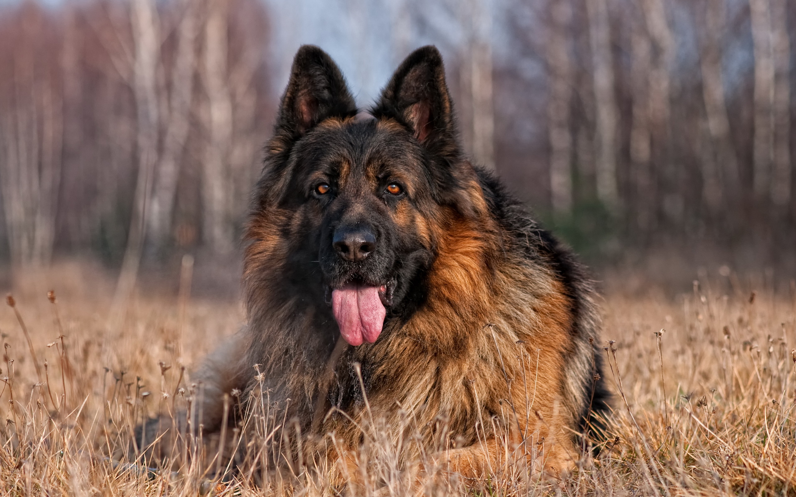 German Shepherd Images Hd - HD Wallpaper 