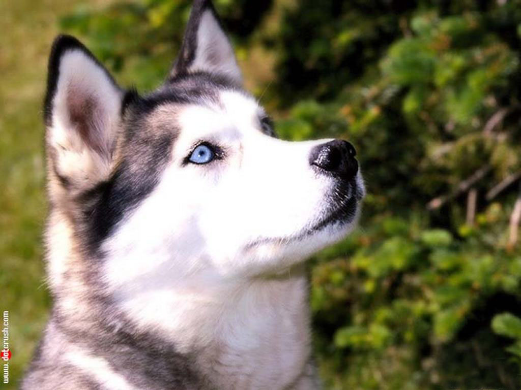 Nice Siberian Husky Dog Wallpaper - Dogs Wallpaper Siberian Husky - HD Wallpaper 