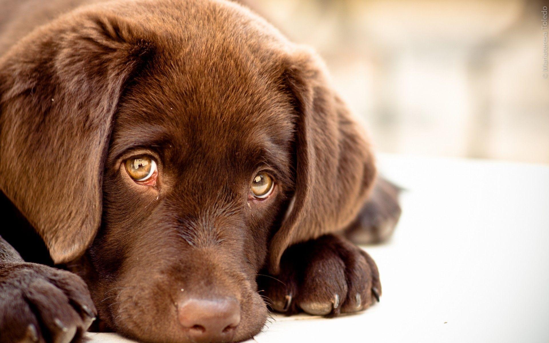 Baby Dog Wallpaper - Sweet Dog - HD Wallpaper 