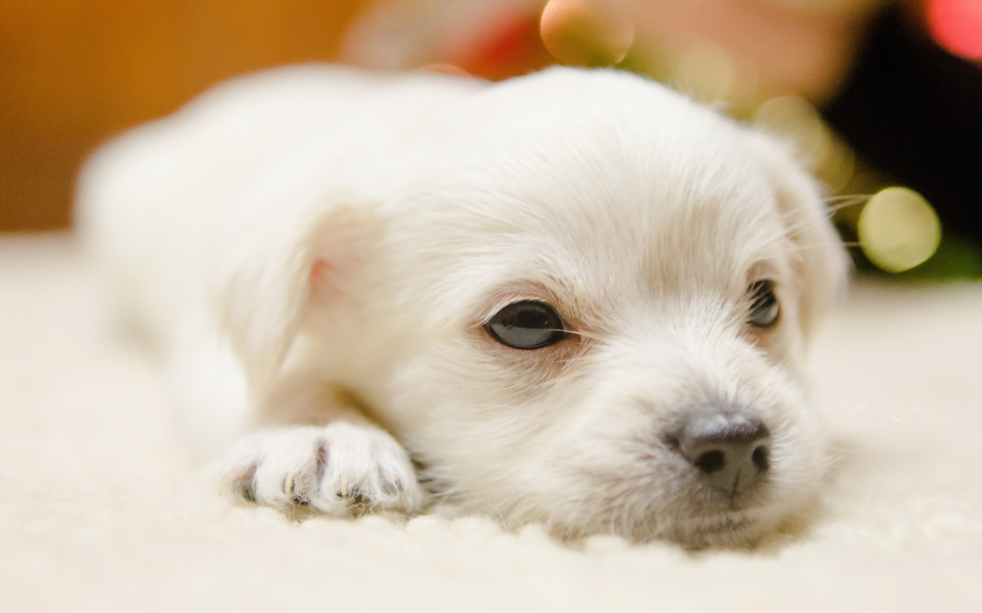 White Dog Puppies Wallpapers 
 Data-src /w/full/9/f/5/188059 - Dog Puppies - HD Wallpaper 