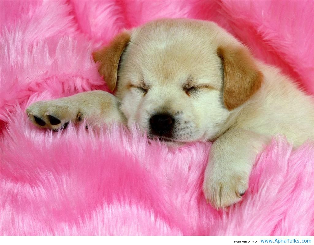 Baby Dog Images Download - 1024x798 Wallpaper Baby Dog Images Download - 1024x798 Wallpaper