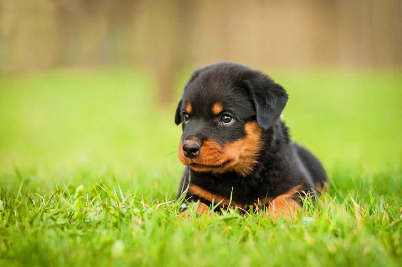 Rottweiler Puppy Images Hd - HD Wallpaper 