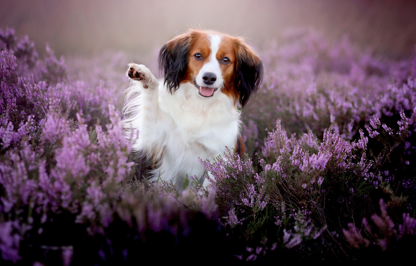 Photo Wallpaper Paw, Dog, Heather, Kooikerhondje - Kooikerhondje - HD Wallpaper 