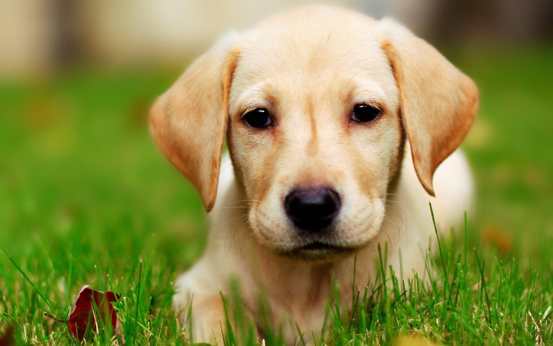Cute Labrador Dog - HD Wallpaper 