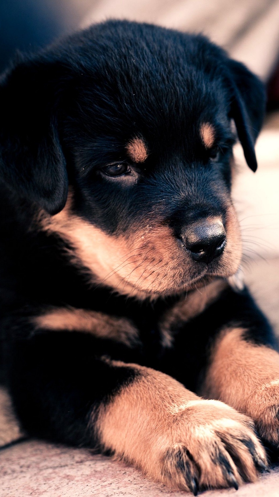 cute baby rottweiler