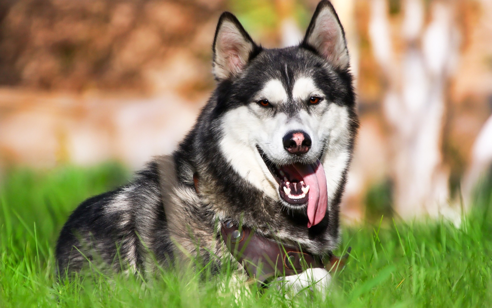 Husky, Big Dog, Green Grass, Pets, Breeds Of American - Sakhalin Husky - HD Wallpaper 