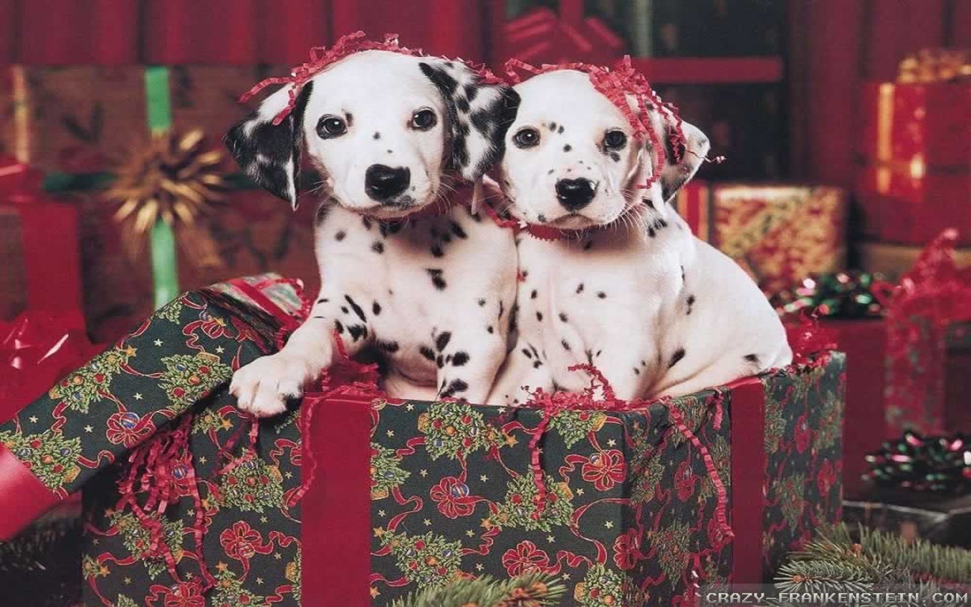 1920x1200, Two Christmas Dalmatian Puppies 
 Data Id - Christmas Puppy - HD Wallpaper 