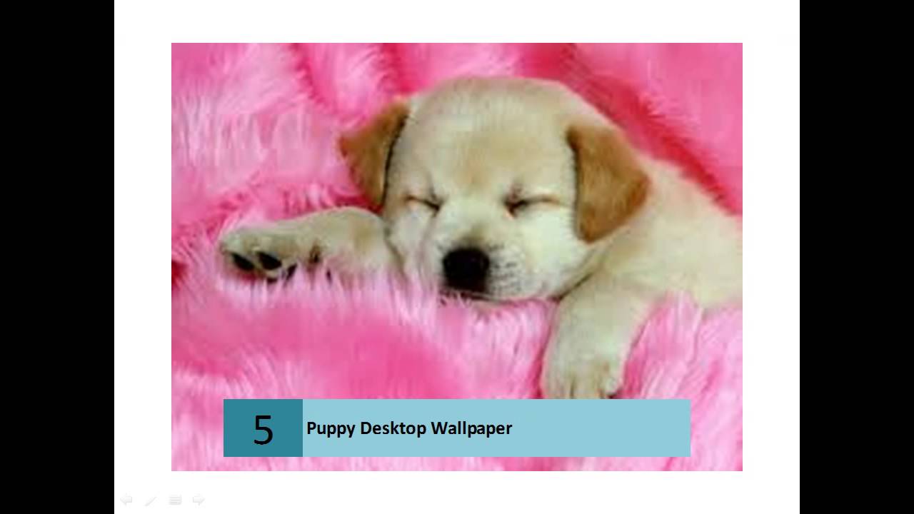 Cute Dog Images Free Download - HD Wallpaper 