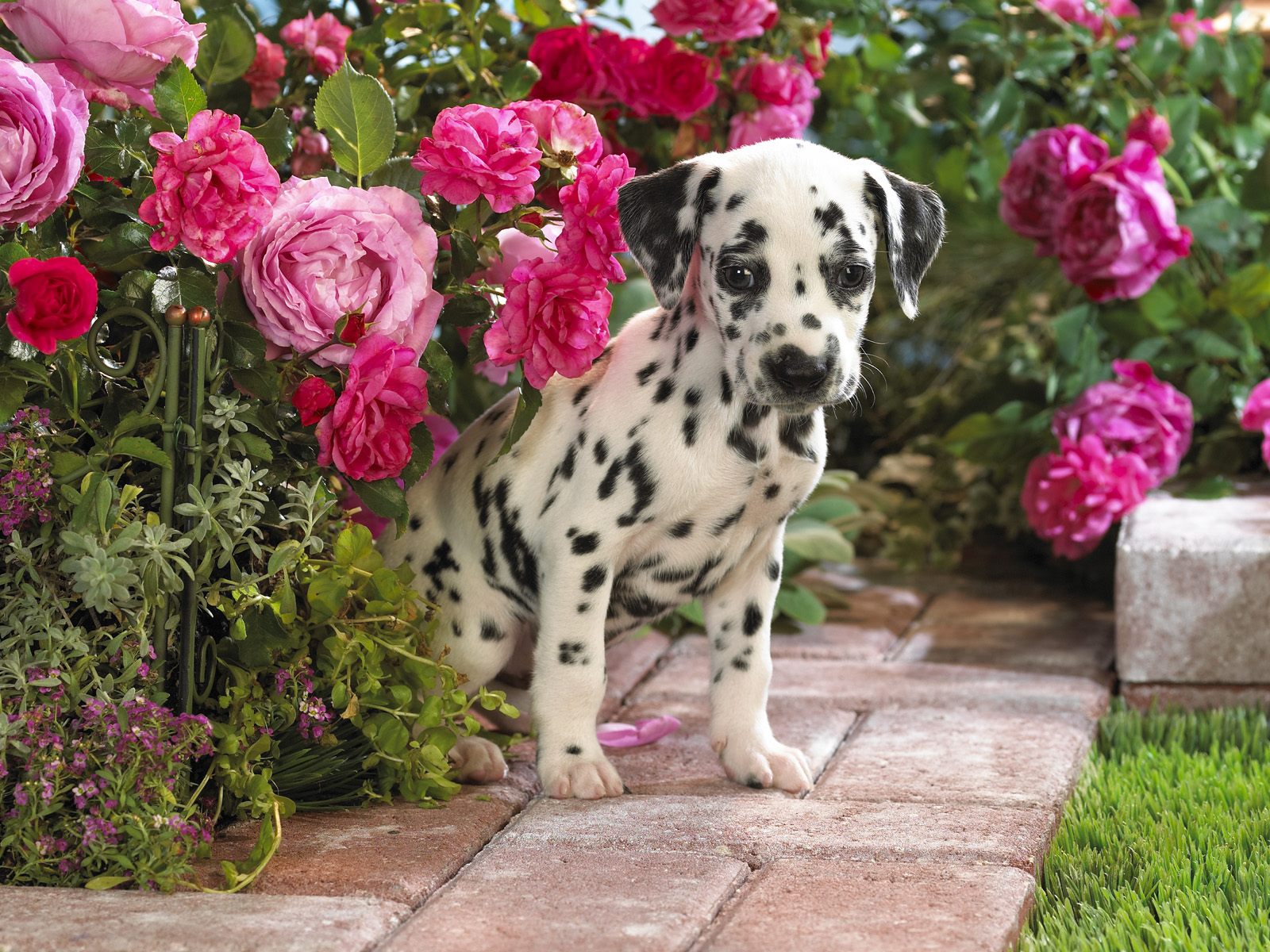 Dalmatian Puppy Flowers - HD Wallpaper 