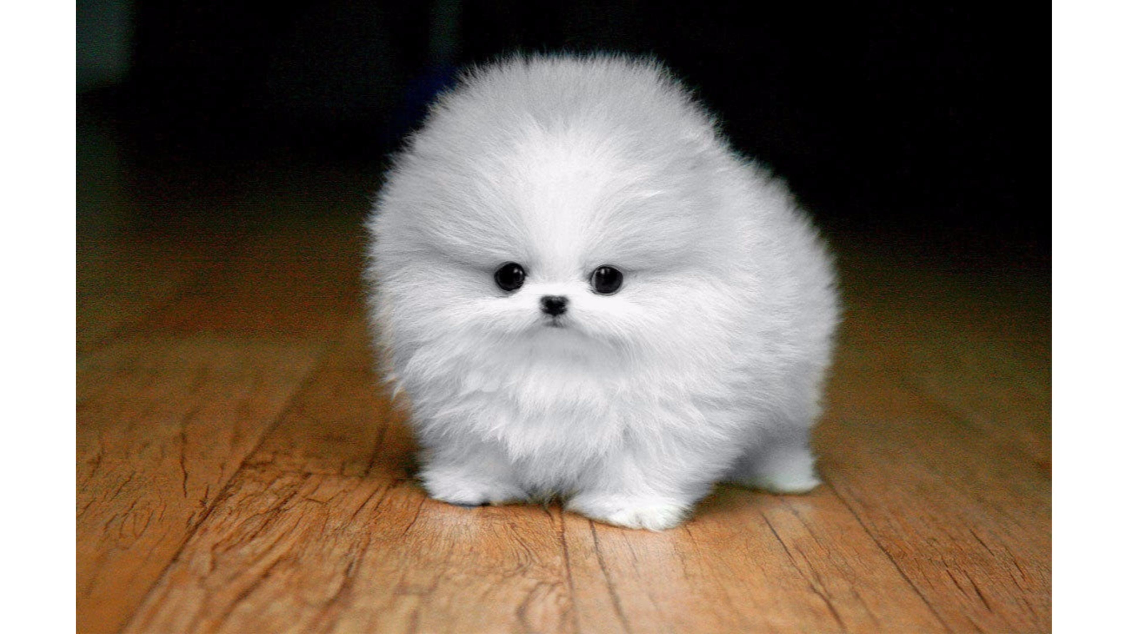 3840x2160, Cute Teacup Maltese 4k Wallpaper 
 Data - Tiny Cute Puppies - HD Wallpaper 